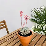 Apartamento Casa Valenciana Con Terraza *