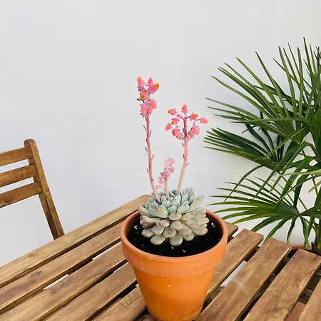 Apartamento Casa Valenciana Con Terraza *